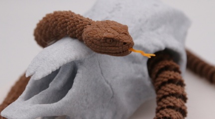 Rattlesnake in Ram's Skull